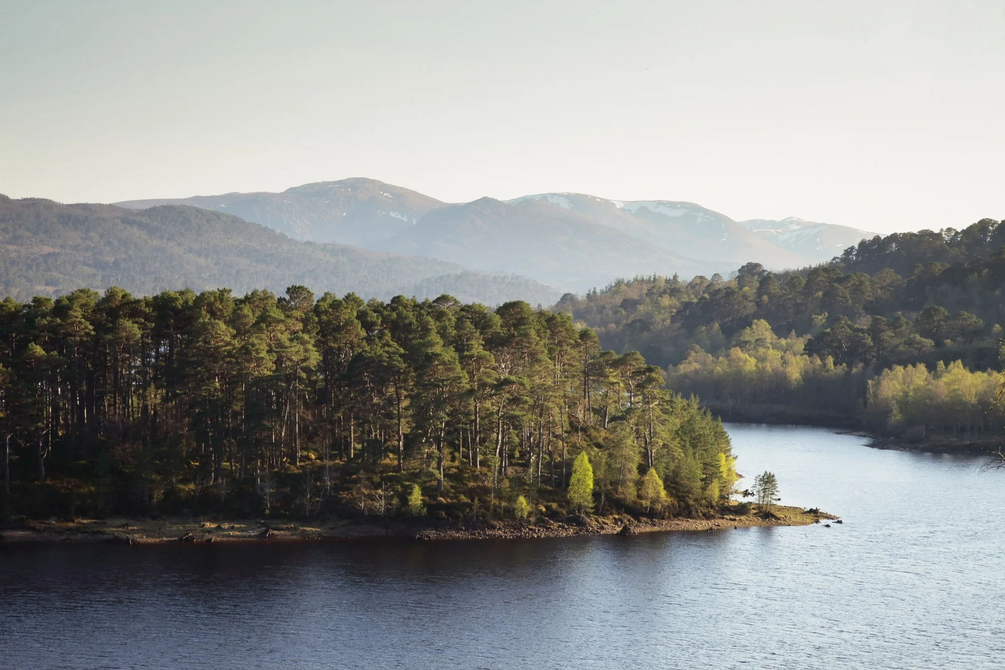 A winding road through the green Caledonian Forest