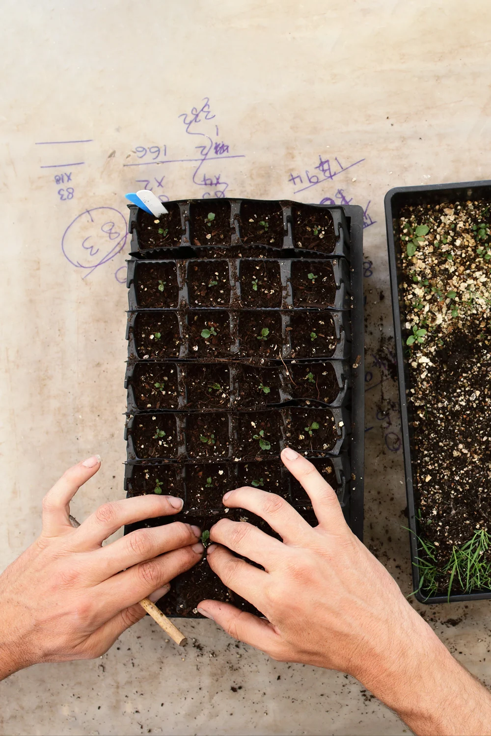 Hands selecting young tree seedlings