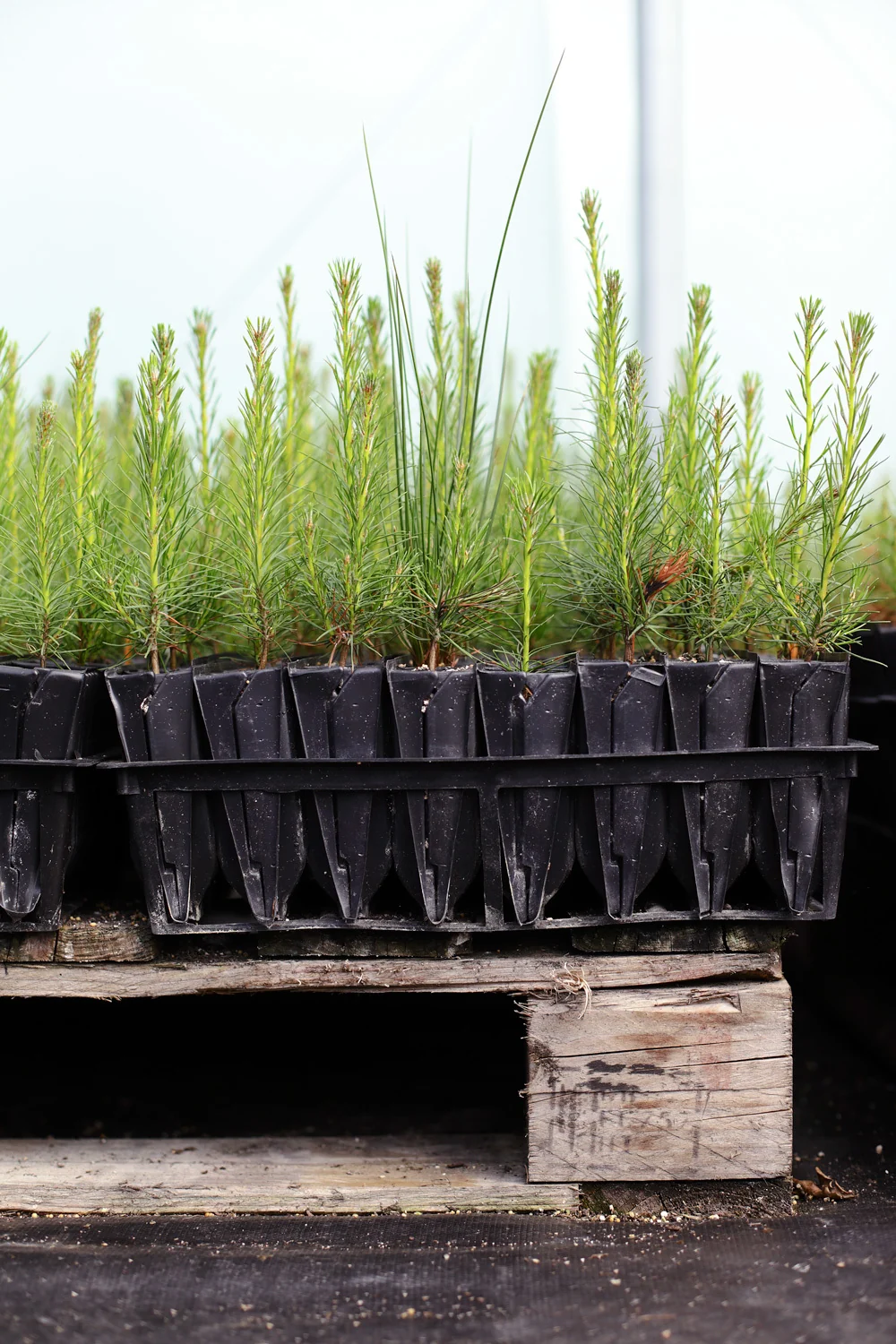 Scots pine seedlings in a polytunnel
