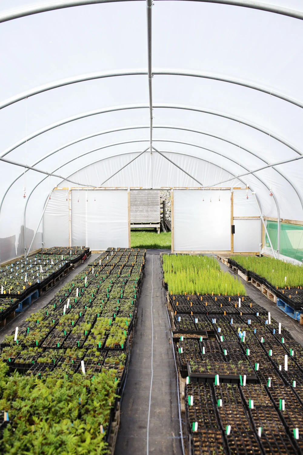 Rows of seedlings inside a wide polytunnel