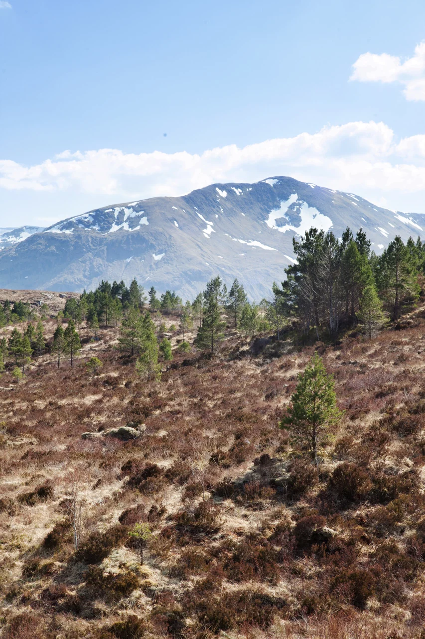 Scots pines in the Highland landscape