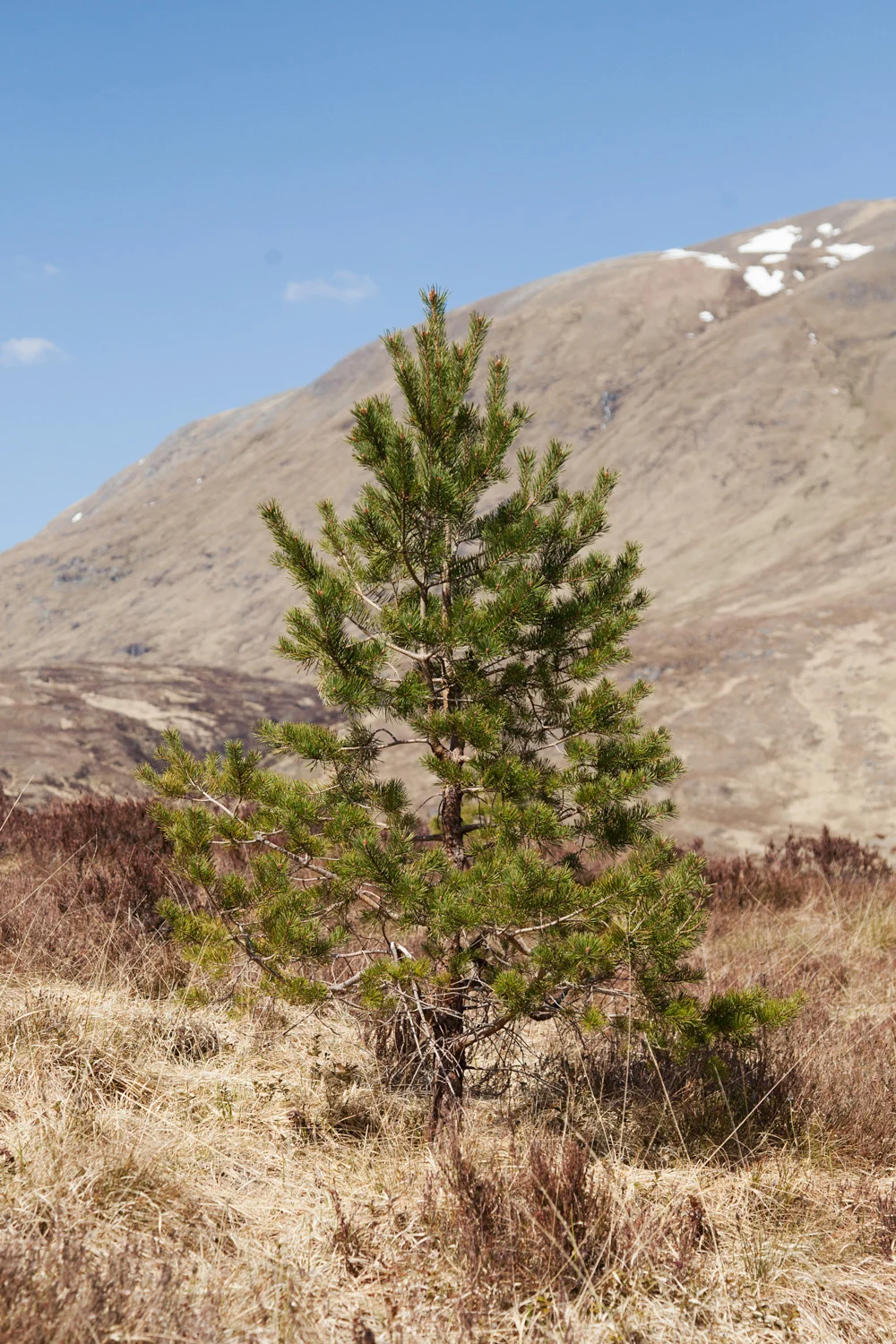 A solitary Scots pine