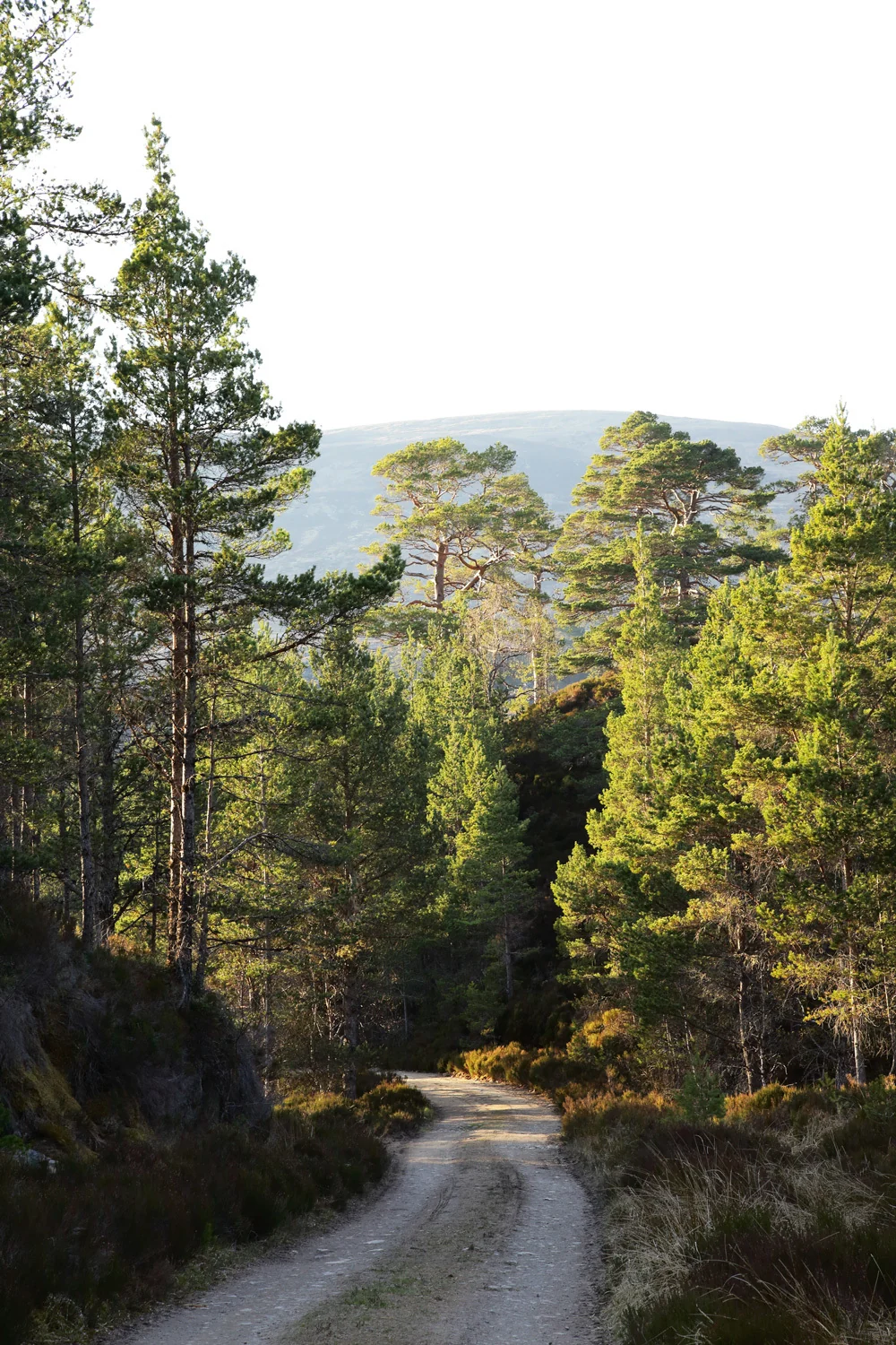 A forest road curving beneath the trees